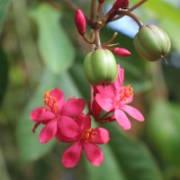 Jatropha integerrima Jacq.